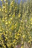 genus Verbascum. Соцветия. Турция, пров. Анталья, р-н Кумлуджа, окр. вдхр. Алакыр, каменистая обочина грунтовой дороги, маквис. 31.05.2024.