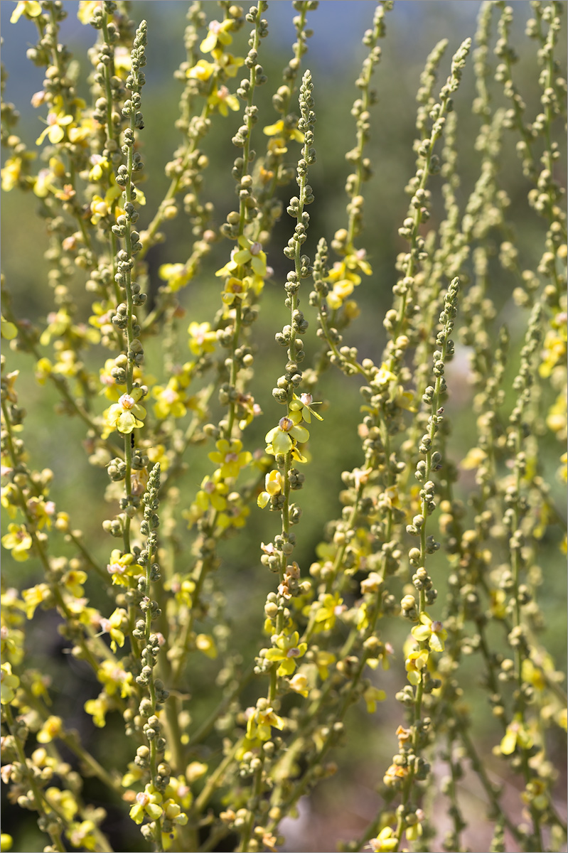 Image of genus Verbascum specimen.