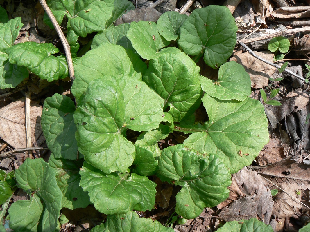 Изображение особи Adenocaulon adhaerescens.