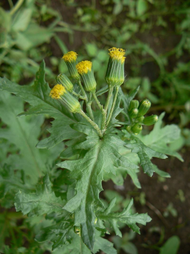 Image of Senecio vulgaris specimen.