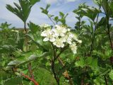 Sorbus persica. Веточка с соцветием. Казахстан, Туркестанская обл., Сырдарья-Туркестанский государственный региональный природный парк, Боралдайский филиал, ≈ 1400 м н.у.м., саванноидное сообщество. 17.05.2024.