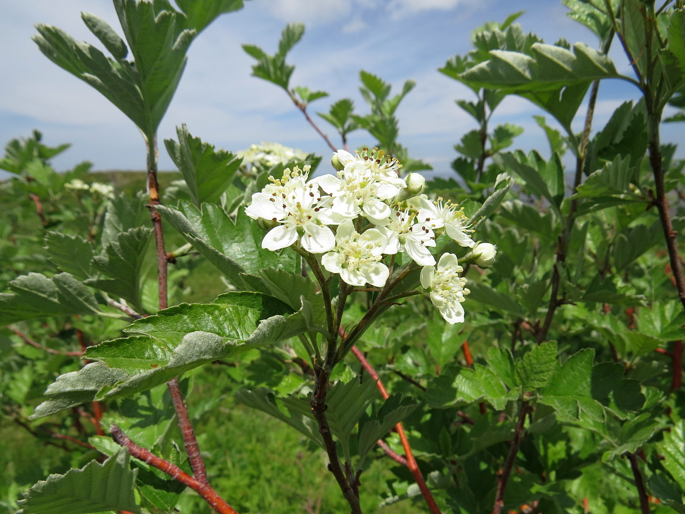 Изображение особи Sorbus persica.