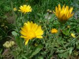 Calendula officinalis