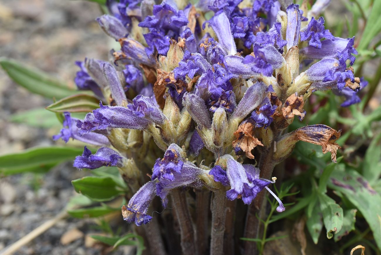 Image of genus Phelipanche specimen.