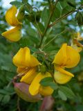 Смотреть изображение Colutea cilicica