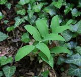 Polygonatum glaberrimum