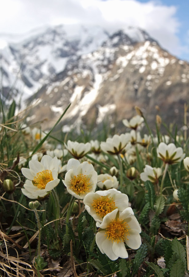 Изображение особи Dryas oxyodonta.