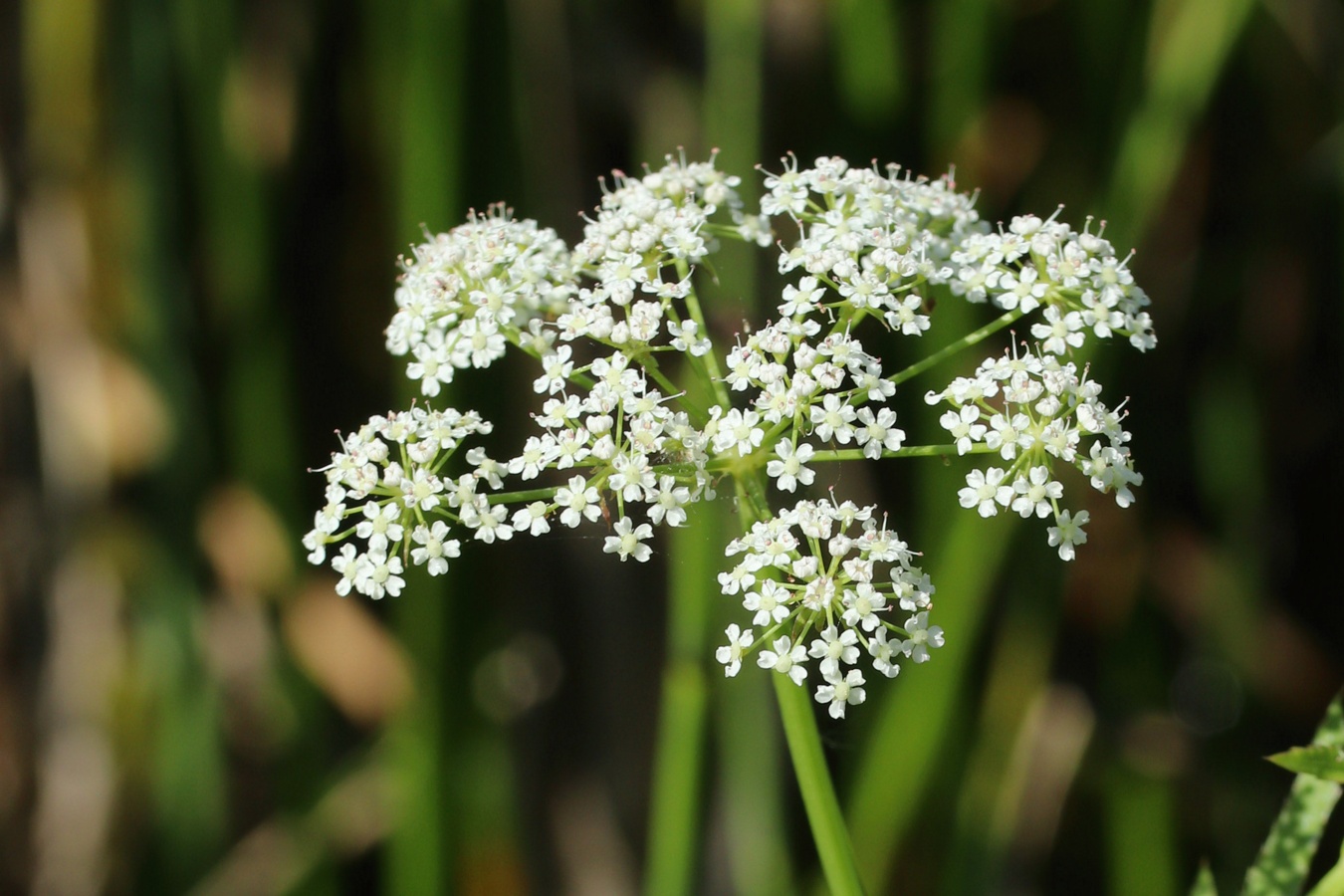 Изображение особи Sium latifolium.