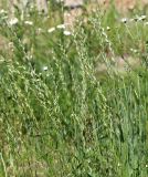 Lolium multiflorum. Верхушки побегов с соцветиями (рядом - Tripleurospermum inodorum). Московская обл., Одинцовский р-н, окр. г. Кубинка, окр. вдхр. Трасна, обочина бетонной дороги, глинистая почва. 25.06.2022.