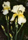 Iris &times; hybrida
