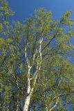 View full-size image Betula pendula
