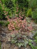 View full-size image Heuchera × hybrida