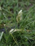 Смотреть изображение род Ornithogalum