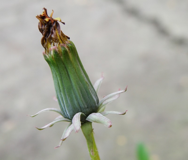 Изображение особи род Taraxacum.