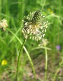 Plantago lanceolata. Соцветие. Тверская обл., Весьегонский р-н, берег р. Реня в зоне подпора Рыбинского водохранилища. 02.06.2010.