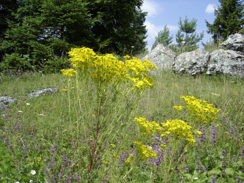 Изображение особи Senecio jacobaea.