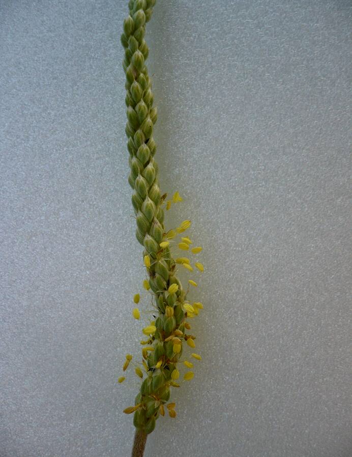 Image of Plantago salsa specimen.