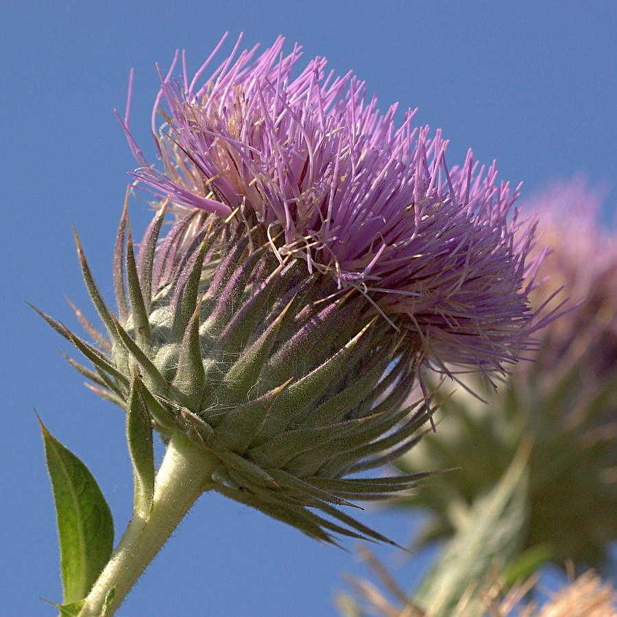 Image of Onopordum tauricum specimen.