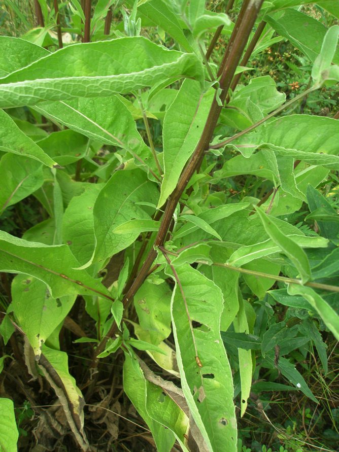 Image of Centaurea salicifolia specimen.