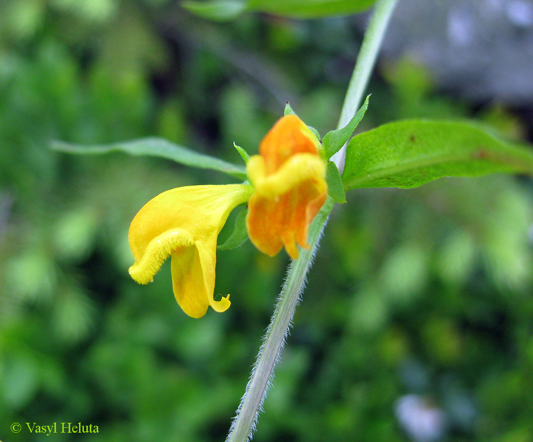 Image of Melampyrum herbichii specimen.