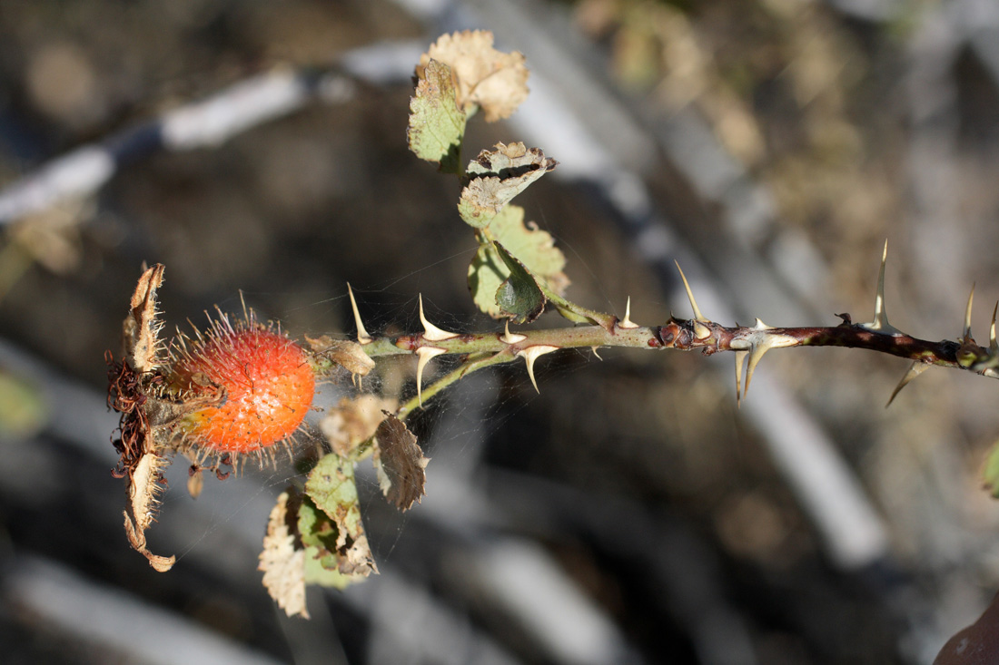 Image of Rosa fedtschenkoana specimen.