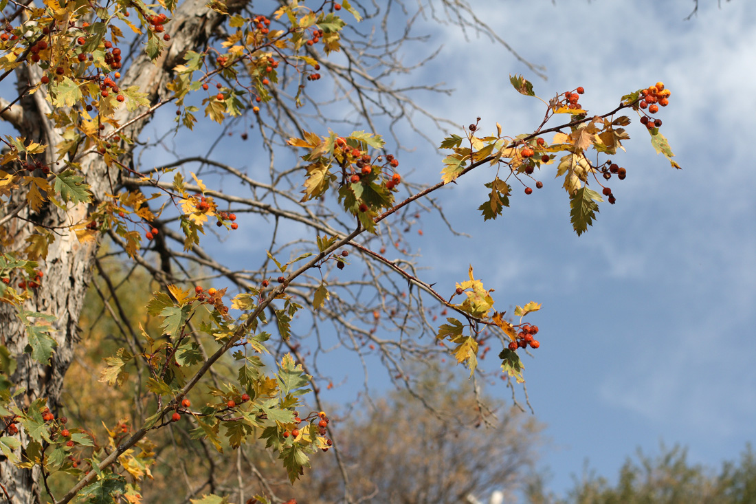 Image of Crataegus korolkowii specimen.