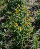 Lysimachia vulgaris. Цветущее растение. Московская обл., Раменский р-н, окр. дер. Хрипань, окраина поля. 14.07.2011.