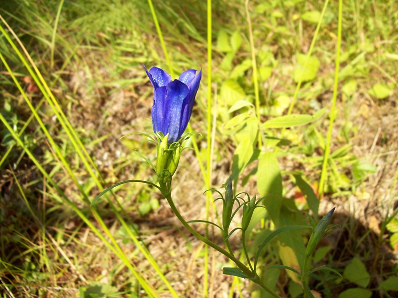 Image of Gentiana pneumonanthe specimen.