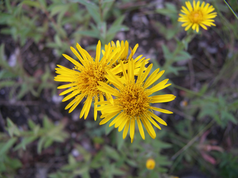 Изображение особи Inula aspera.