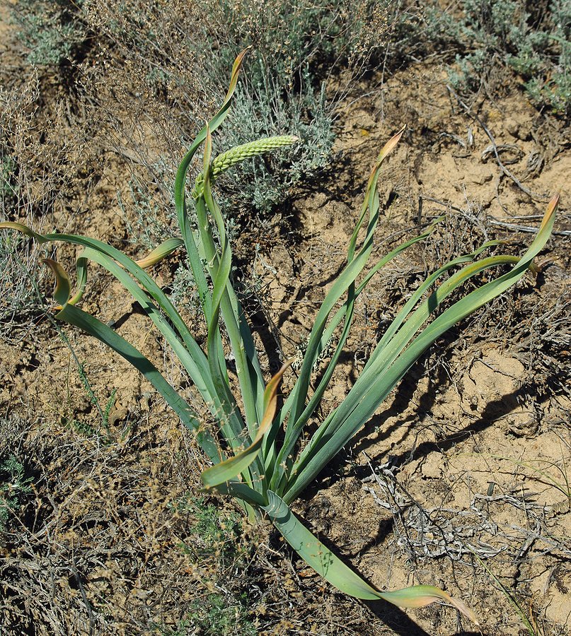 Изображение особи Eremurus inderiensis.