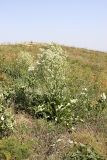 Stubendorffia orientalis. Цветущее растение. Южный Казахстан, Верхний Боролдай, ущ. Карасай, южный гребень, высота 1450 м н.у.м. 05.07.2011.
