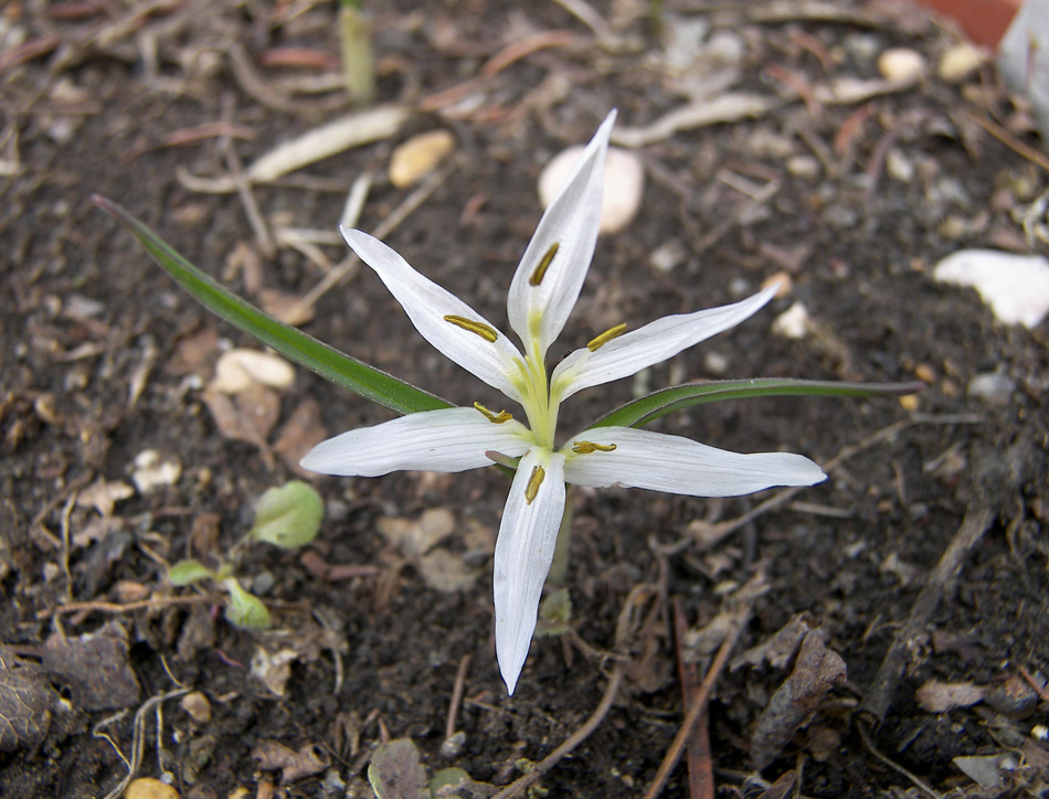 Image of Merendera jolantae specimen.