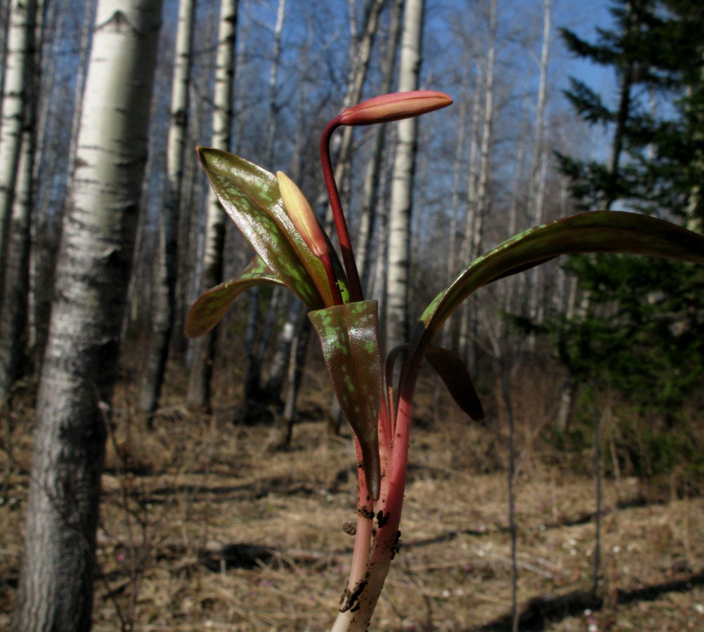 Изображение особи Erythronium sajanense.