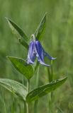 Clematis integrifolia