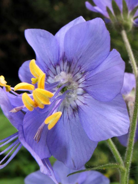 Image of Polemonium caeruleum specimen.