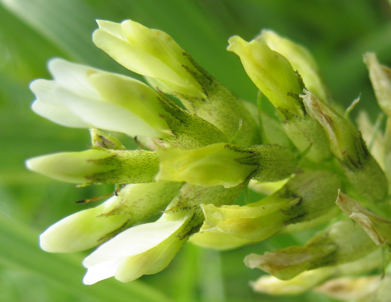 Image of Astragalus cicer specimen.