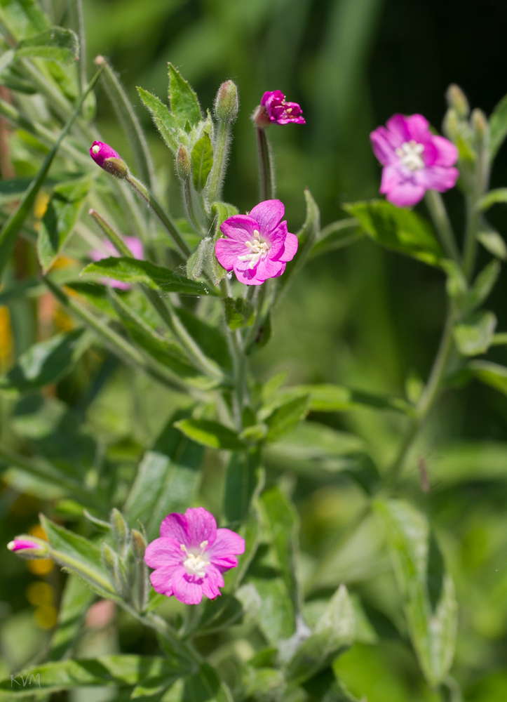 Image of Epilobium villosum specimen.