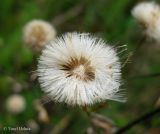 Erigeron acris. Соплодие с частично опавшими плодами. Украина, Волынская обл., Ратновский р-н, западнее с. Окачево, возле оз. Стрибуж, восстановившийся луг. 26 июля 2012 г.