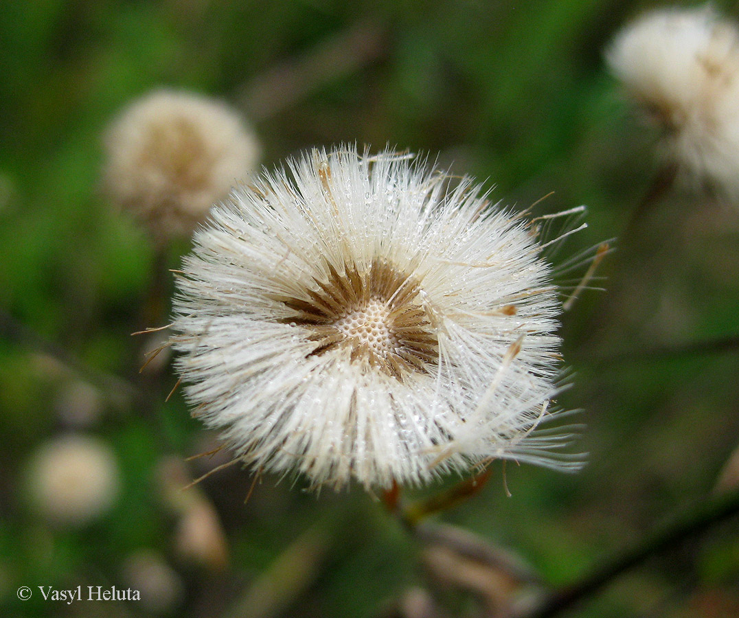 Image of Erigeron acris specimen.