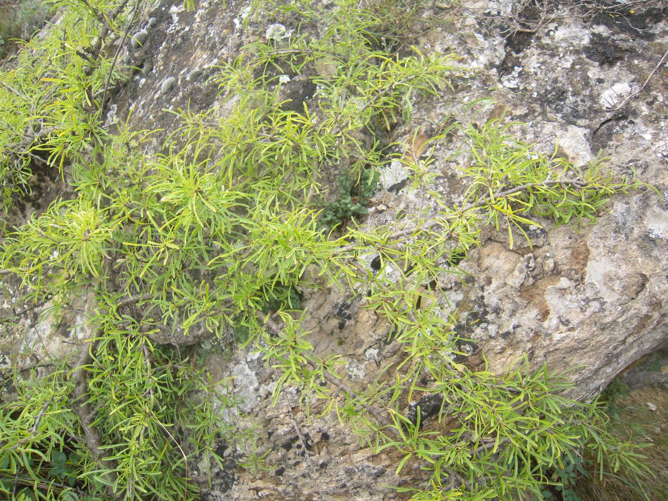 Image of Rhamnus erythroxyloides specimen.