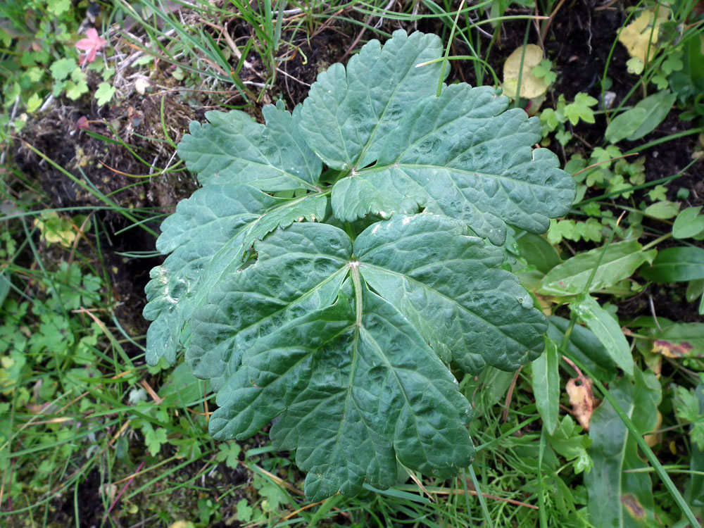 Изображение особи Archangelica officinalis.