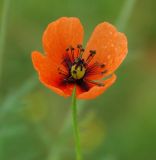 genus Papaver. Цветок. Украина, Запорожская обл., окр. Мелитополя, песчаный холм. 17.05.2012.