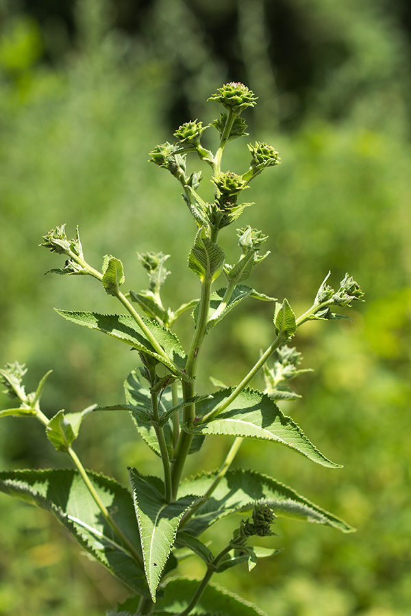 Изображение особи Inula helenium.