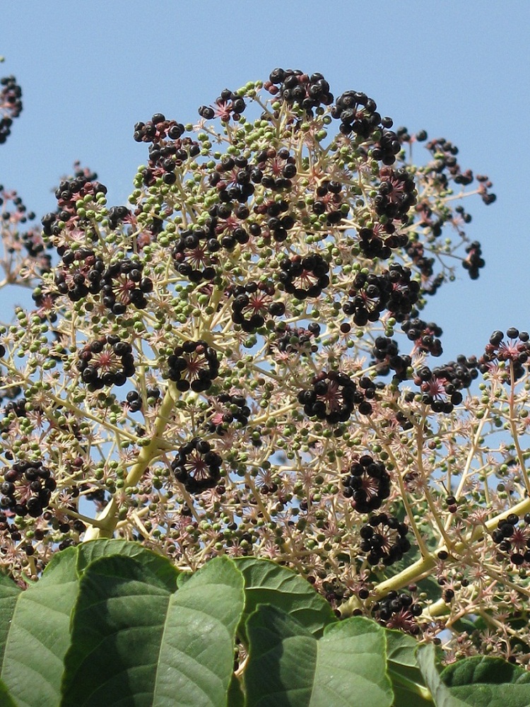 Image of Aralia elata specimen.