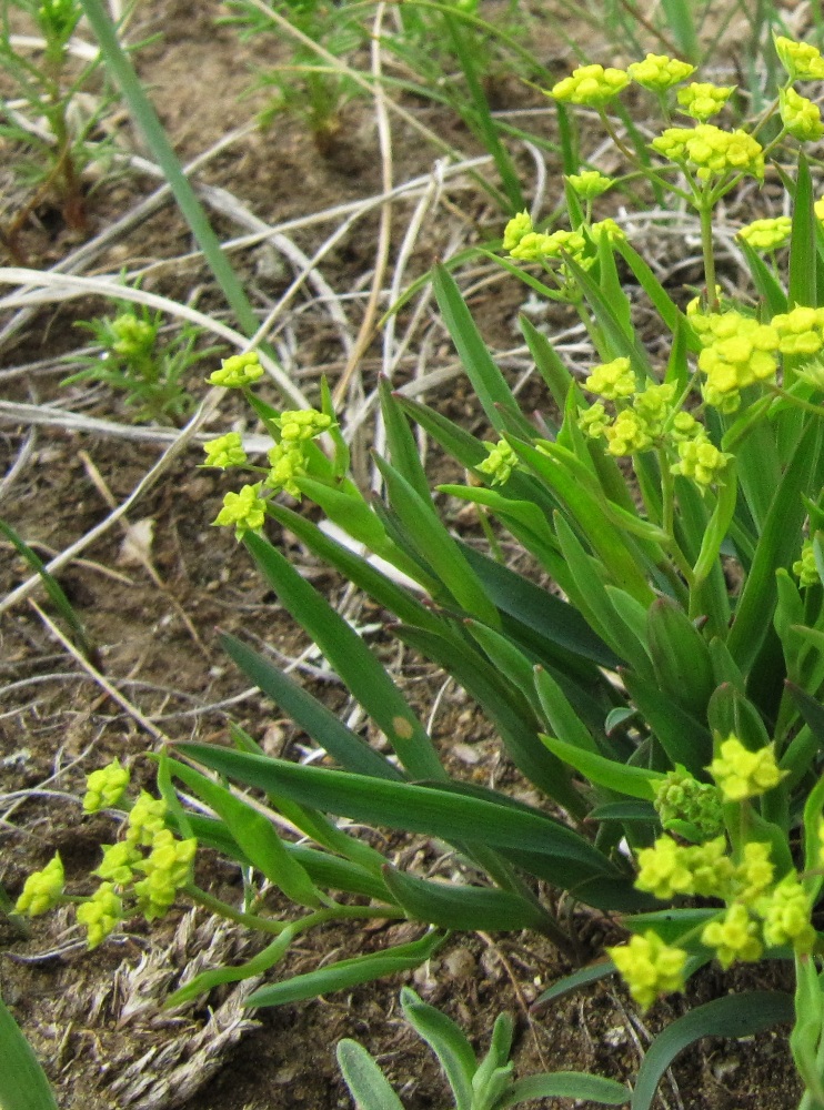 Image of Bupleurum sibiricum specimen.