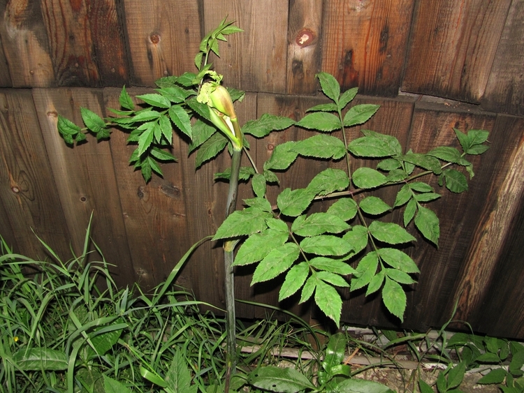 Изображение особи Angelica sylvestris.