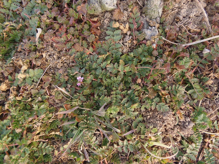 Image of Erodium hoefftianum specimen.