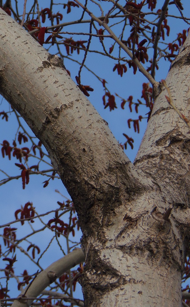 Image of Populus balsamifera specimen.