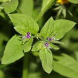 Asperugo procumbens