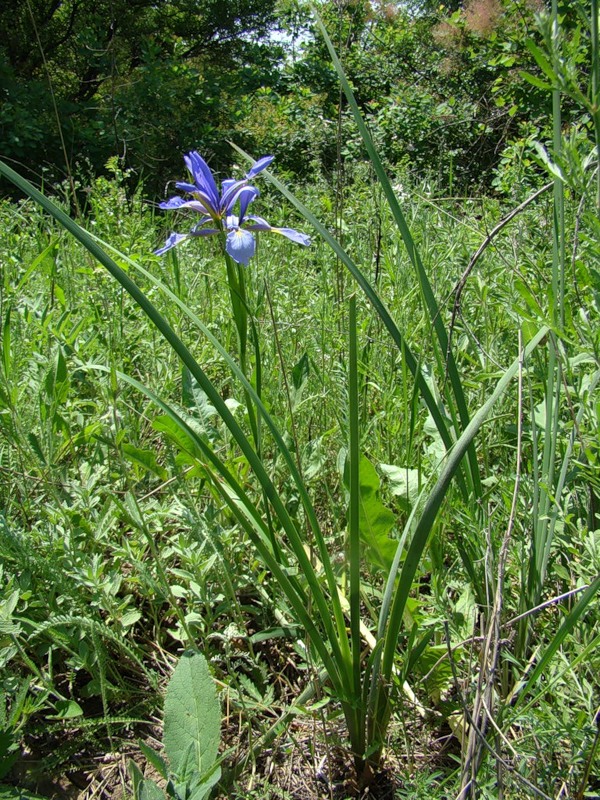 Image of Iris notha specimen.